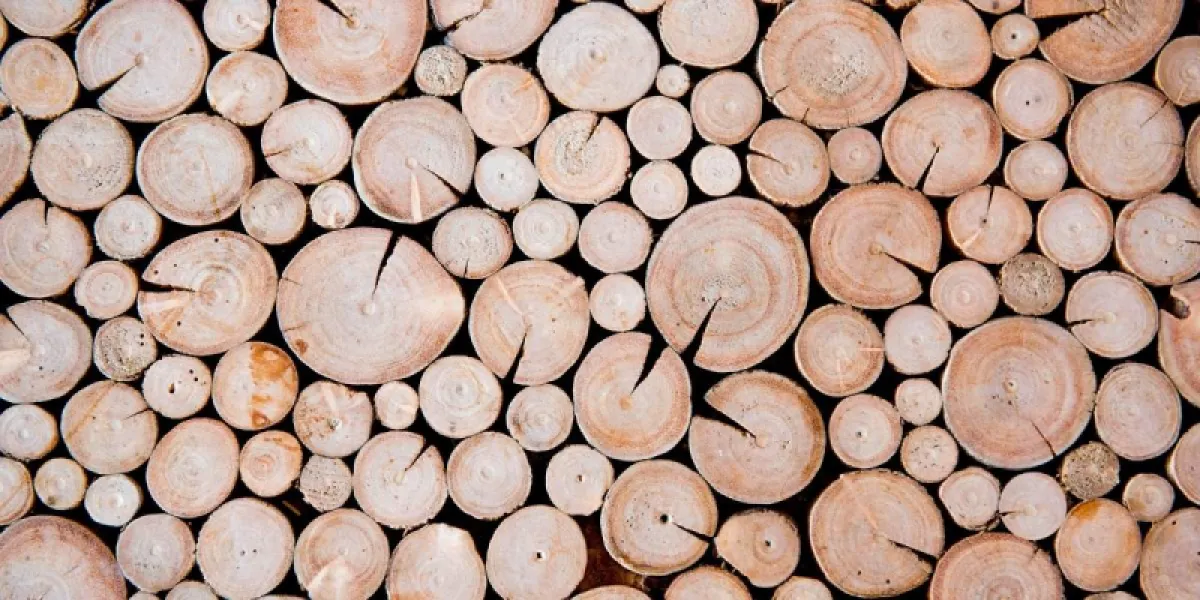 Les astuces pour reconnaître un bois sec