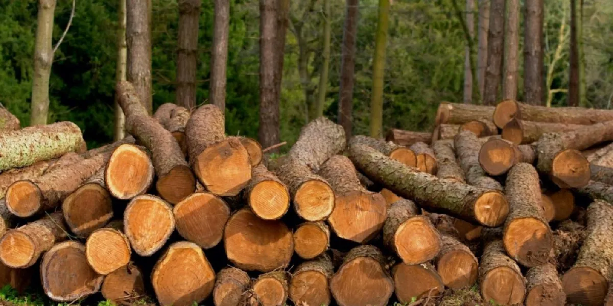 Comment se procurer du bois de chauffage gratuitement ?
