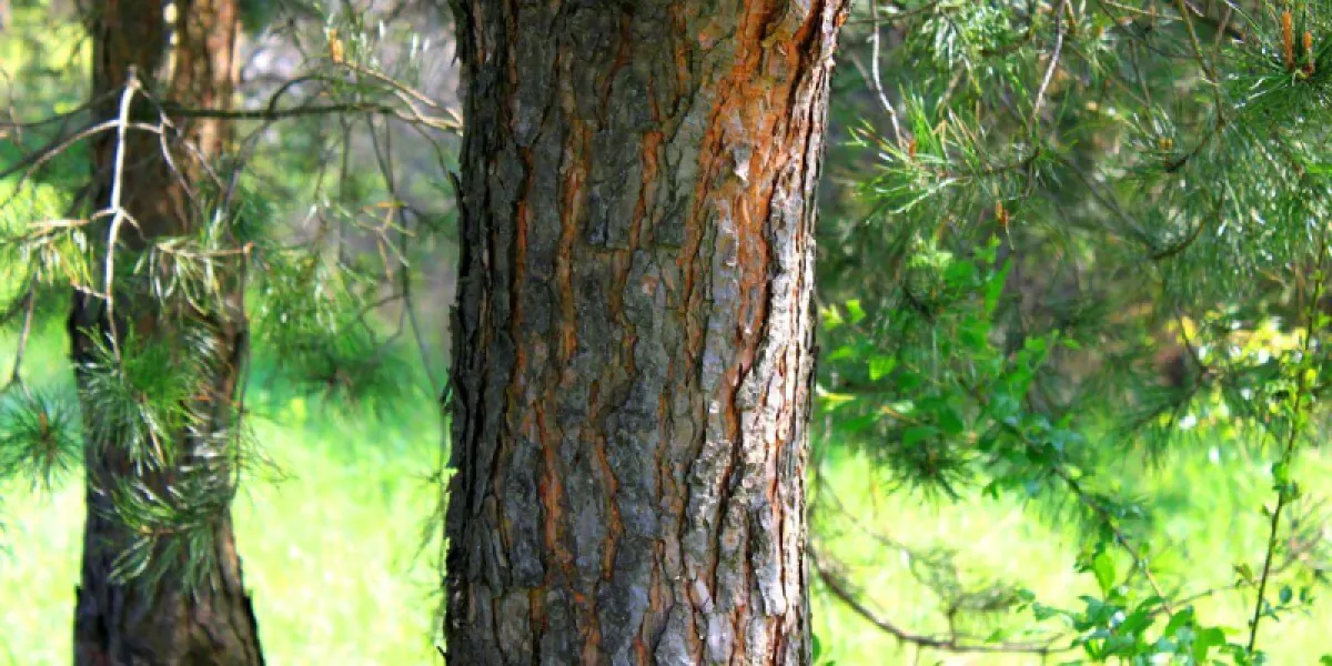 Choix d’essences de bois de chauffage : lesquelles se consomment moins vite ?