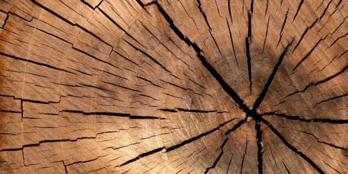 Bois sec ou bois demi-sec : comment choisir ?