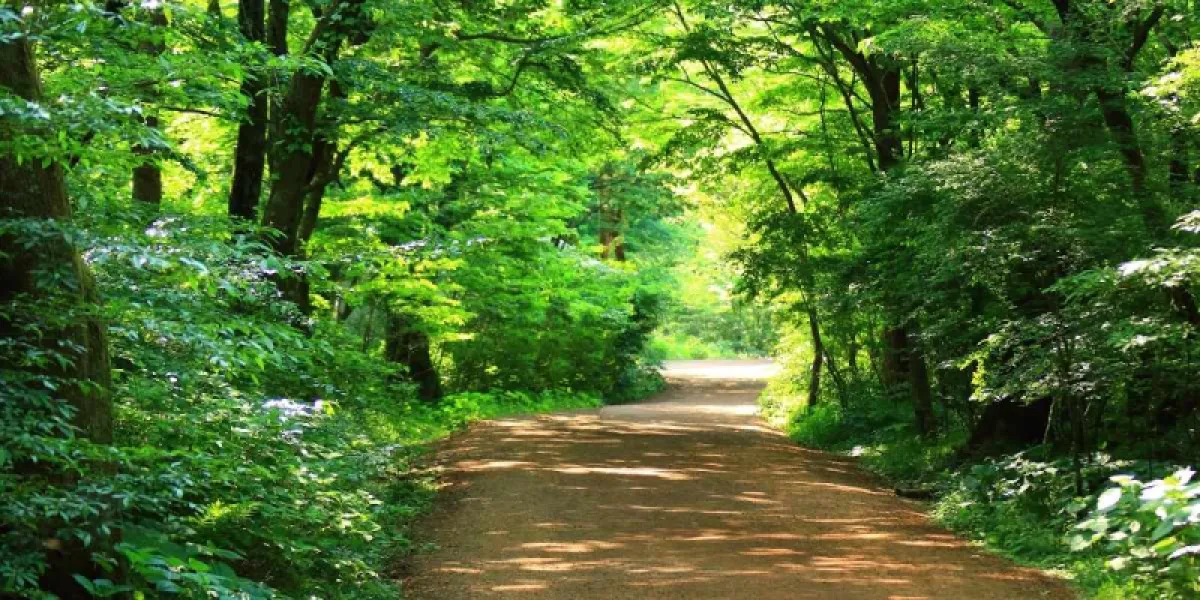 Et si vous investissiez dans un groupement foncier forestier ?